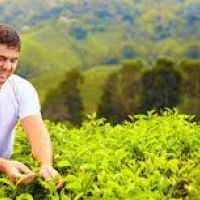 nuwara-eliya-tea-plucking-experience
