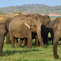 Elephant Gathering elephant-gathering