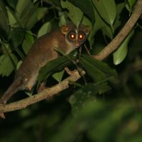 Loris Trial loris-trial