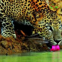 wilpattu-leopard-warering