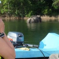 gal-elephant-water-photographs