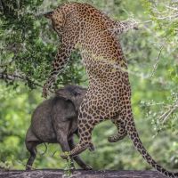 yala-leopard-flight