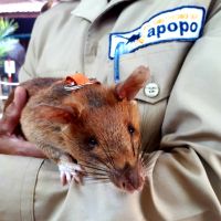 cambodia---siem-reap---apopo-hero-rats-001