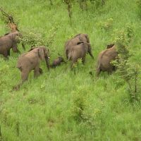 troupeaux-d'élépphants-au-p-n-de-boubandjida