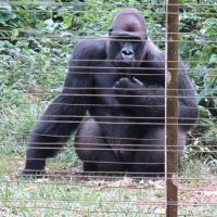 gorilla-in-the-mefou-national-park