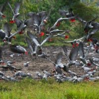 perroquets-au-parc-national-de-lobéké
