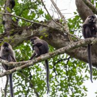Singes à Lobéké singes-à-lobéké