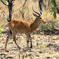 gazelle