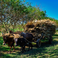 Cuba - Carreta de Guano, nature, animals, cows, cuba---carreta-de-guano,-nature,-animals,-cows,