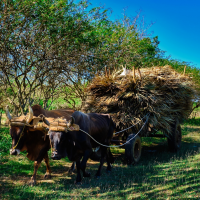 cuba---carreta-de-guano,-nature,-animals,-cows,