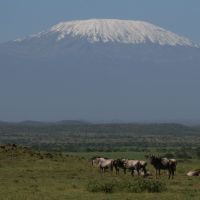 Kili and gnu kili-and-gnu