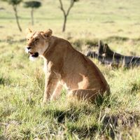 Lion 4 lion-4