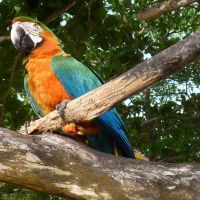 animals-parrot-nature-forest-birds-animals-trancoso-praia-do-espelho