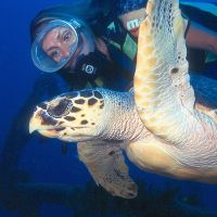 ernando-de-noronha-pernambuco-beach-dive-island-turtle