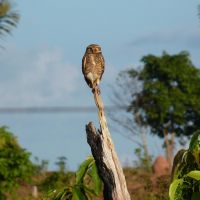 Animals Amazon bird jungle nature tree animals-amazon-bird-jungle-nature-tree
