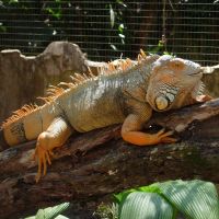 animals-parana-foz-do-iguaçu-bird-park-animals-iguana-green