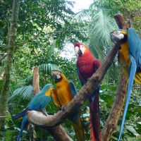 animals-parana-foz-do-iguaçu-bird-park-animals-bird-arara-colours