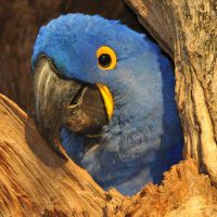 Animals Mato Grosso do Sul Campo Grande Birds Pantanal animals-mato-grosso-do-sul-campo-grande-birds-pantanal