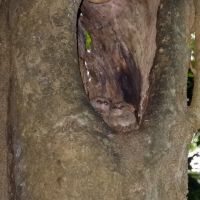 tangkoko-tarsier(1)