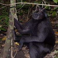 tangkoko-black-macaca(2)