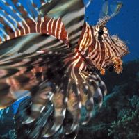 Lionfish8ab lionfish8ab