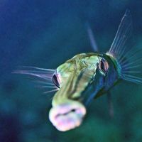 Cornet fish cornet-fish