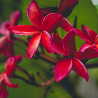 red-frangipani