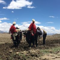 Yak yak