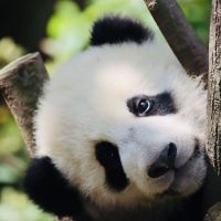 panda-1.jpg