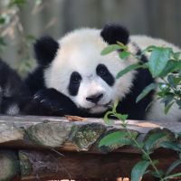 panda4