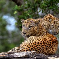 leoparden-sri-lanka