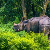 indische Rhinozeros im Chitwan Nationalpark indische-rhinozeros-im-chitwan-nationalpark