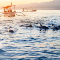 bali-indonesien-kostenlose-delfinbeobachtung-am-lovina-beach