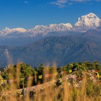 himalayan