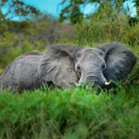 zimbabwe---victoria-falls---elephant-01