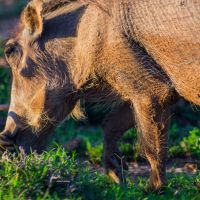 addo-elephant-national-park---garden-route-02