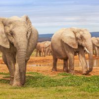 addo-elephant-national-park---garden-route-04