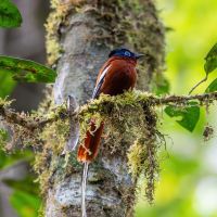 madagascar---andasibe-national-park-01