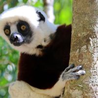 madagascar---andasibe-national-park-02