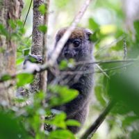 madagascar---andasibe-national-park-03