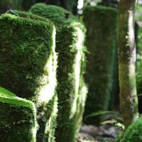 madagascar-ranomafana-national-park-02