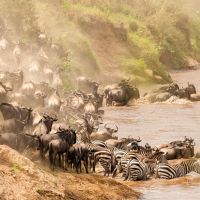 tanzania---serengeti---wildebeest-migration-06