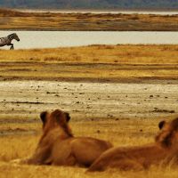 tanzania---serengeti-01