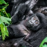 uganda---bwindi-forest-national-park-gorilla-01