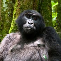 uganda---bwindi-forest-national-park-gorilla-02