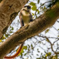 uganda---kibale-national-park---red-tailed-monkey-01