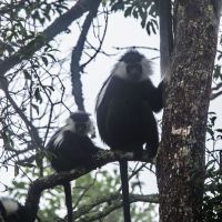 nyungwe-national-park-49198069213-o