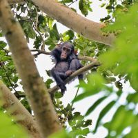 nyungwe-national-park-49198017201-o