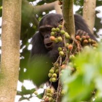 nyungwe-national-park-49197521328-o