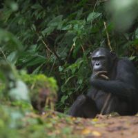 nyungwe-national-park-49198774537-o